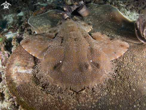 A Banded wobbegong shark | Banded wobbegong shark