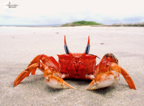 A Ghost Crab