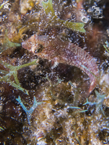 A Parrot Fish