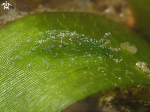A Phyllaplysia engeli | Turtle Grass Seahare