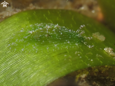 A Turtle Grass Seahare