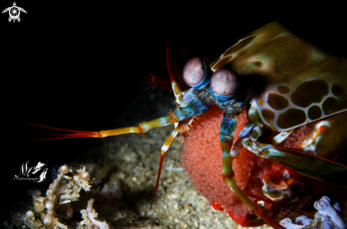 A Mantis Shrimp 