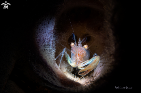 A Commensal sponge shrimp