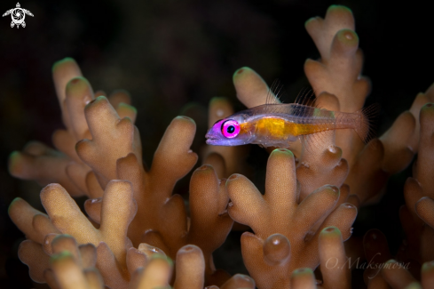 A Pink-eyed Goby (Bryaninops natans)