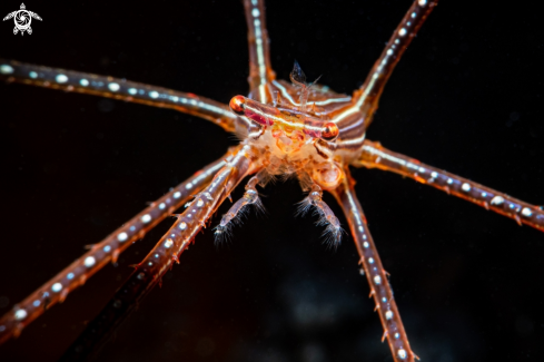 A Spider squat lobster