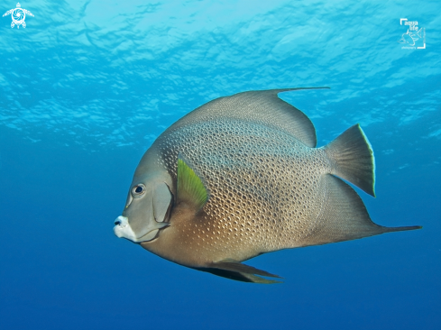 A Gray Angelfish