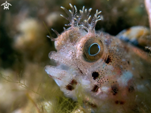 A Acanthemblemaria aspera | Roughead Blenny