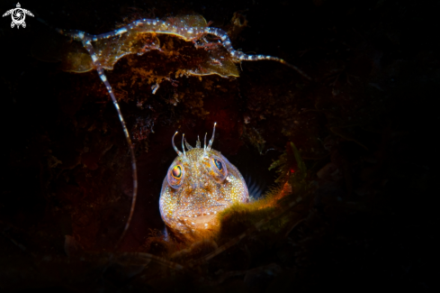 A Blenny fish