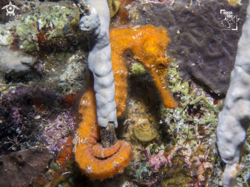 A Longsnout Seahorse