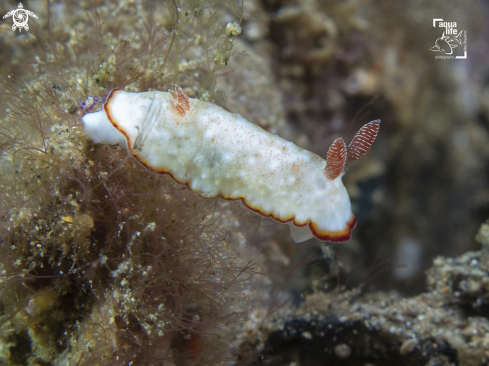 A Goniobranchus preciosus | Dorid Nudibranch