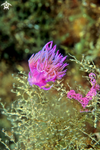 A Flabellina Affinis | Flabellina