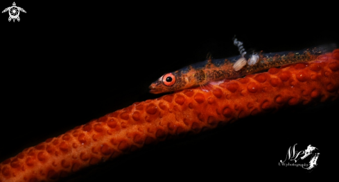 A Whip coral Goby 