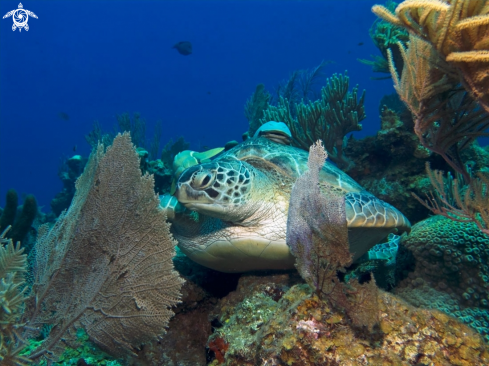 A Chelonia mydas | Green Sea Turtle