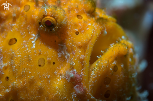 A Painted frogfish