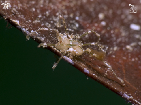 A Caribbean Sea Spider