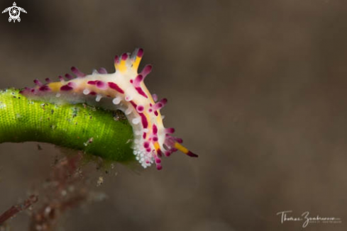 A Nudibranch 