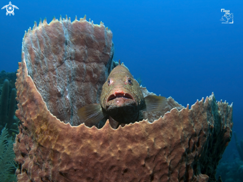 A Tiger Grouper