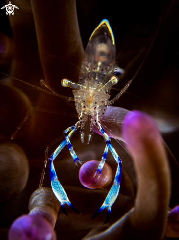 A Dancing Anemone Shrimp