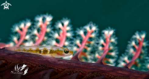 A Whip coral Goby 