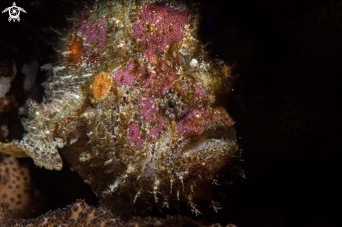 A Painted frogfish