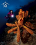 A Tube Sponge