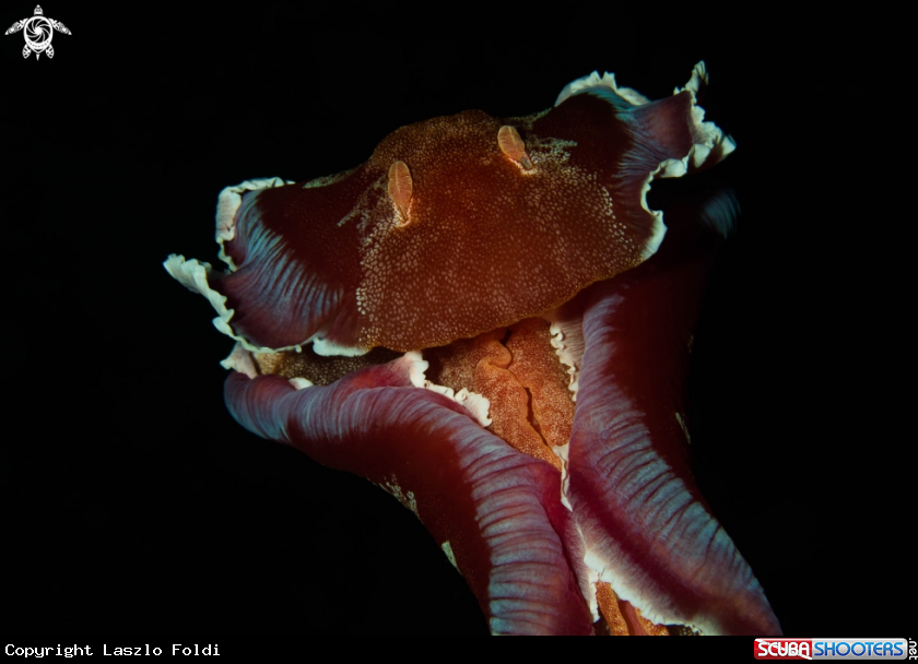 A Spanish dancer nudibranch
