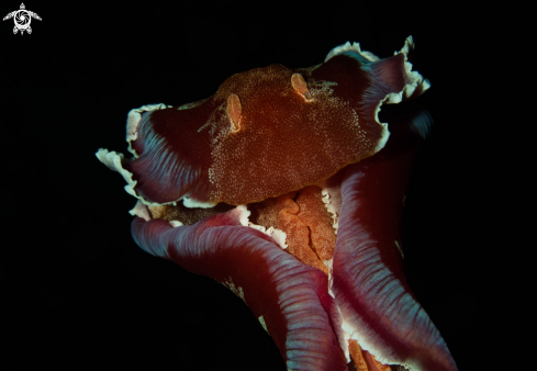 A Spanish dancer nudibranch