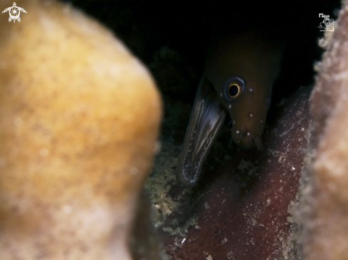 A Chestnut Moray