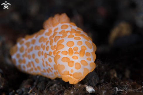 A Nudibranch 