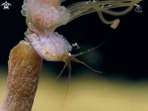 A Ralpharia gorgoniae | Amphipod on Solitary Gorgonian Hydroid