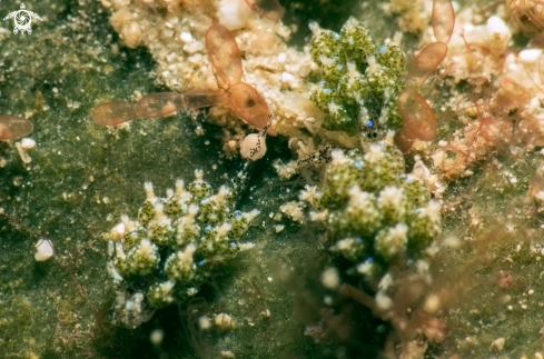 A Eyespot Costasiella