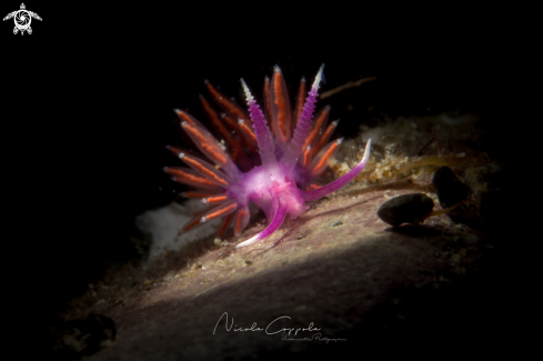 A nudi