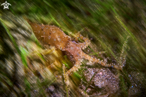 A Hapalochlaena lunulata | OCTOPUS