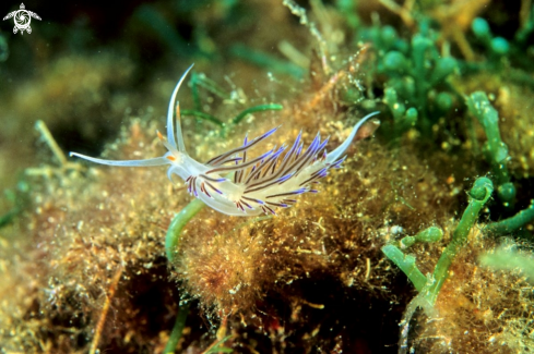 A nudibranch