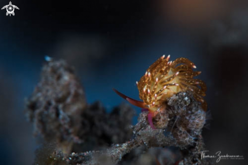 A Nudibranch 