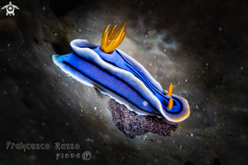 A Loch's chromodoris