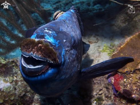 A Midnight Parrotfish