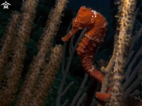 A Hippocampus reidi | Longsnout Seahorse