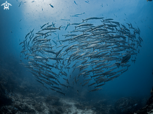 A Sphyraena qenie | Chevron Barracuda