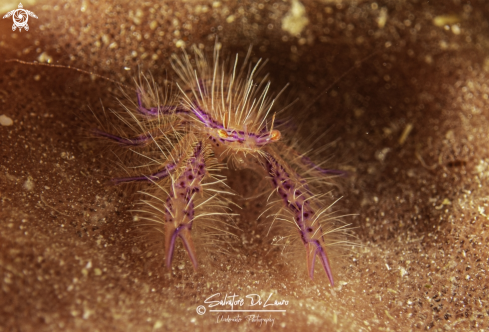 A Lauriea siagiani (Baba, 1994) | hairy squat lobster