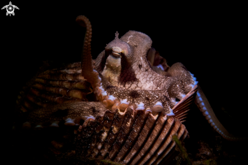 A Amphioctopus marginatus | OCTOPUS