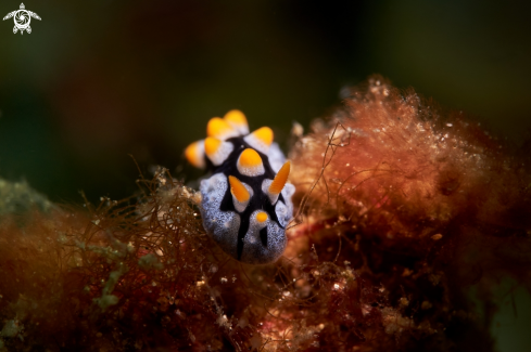 A Phyllidia picta | NUDIBRANCH