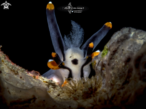 A Thecacera picta (Baba, 1972) | Pikachu Nudibranch