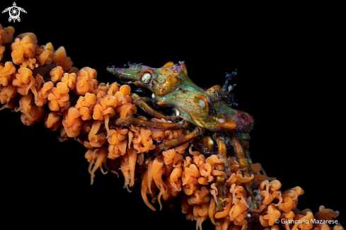 A Xenocarcinus tuberculatus | Xeno crab