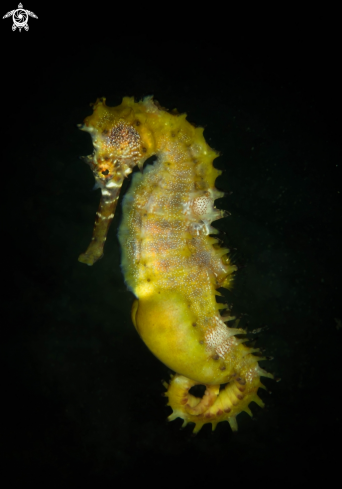 A Seahorse 