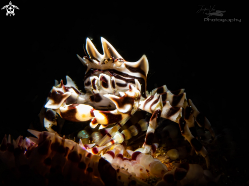 A Zebra Crab