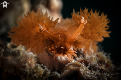 A Nudibranch Melibe digitata 