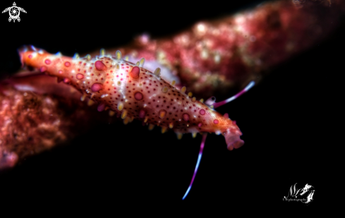 A Phenacovolva rosea | Rosy spindle cowrie 