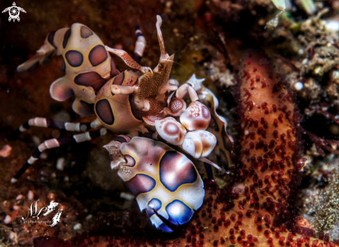A Hymenocera picta | Harlequin Shrimp 