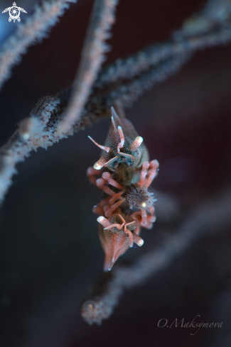 A  Two Dragon Shrimps (Miropandalus hardingi)